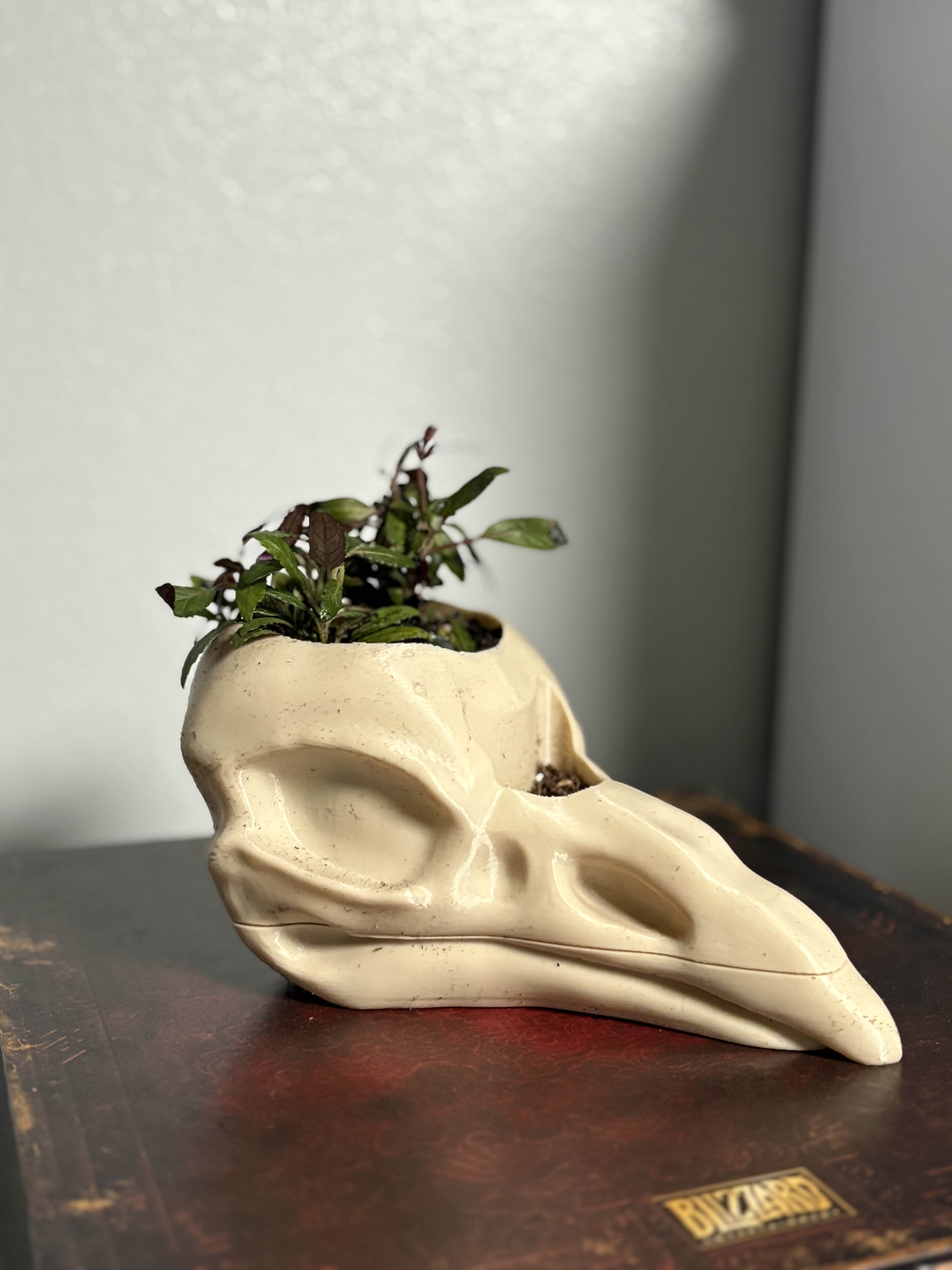 Raven Skull Planter with Drip Tray